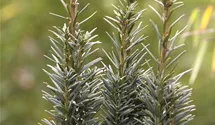 Schmale Säuleneibe 'Fastigiata Robusta'