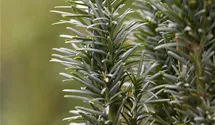 Schmale Säuleneibe 'Fastigiata Robusta'
