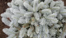 Tige 80cm Épicéa bleu nain