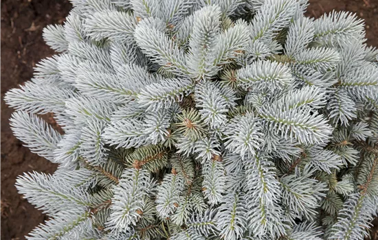 Picea pungens 'Glauca Globosa' 