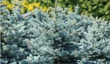 Tige 80cm Épicéa bleu nain