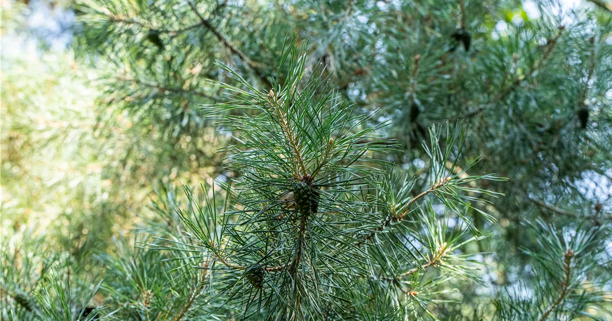 Pinus Cem Pinus cembra