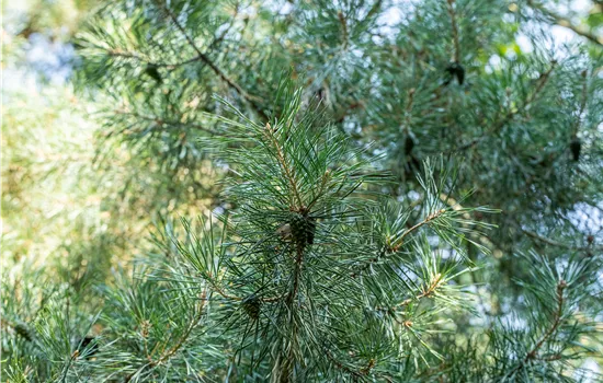 Pinus cembra