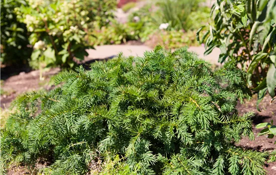 Taxus baccata 'Repandens' 