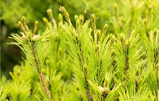 Pinus densiflora 'Umbraculifera' 