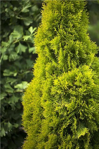 Thuja occidentalis 'Golden Smaragd'