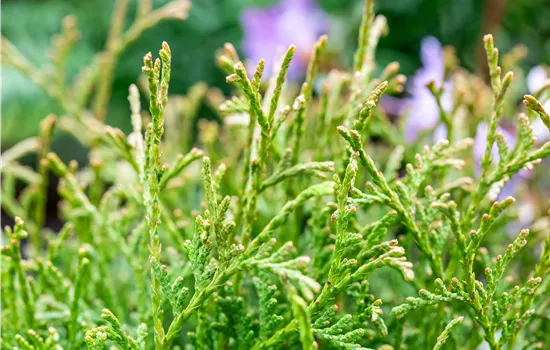 Thuja occidentalis 'Tiny Tim' 
