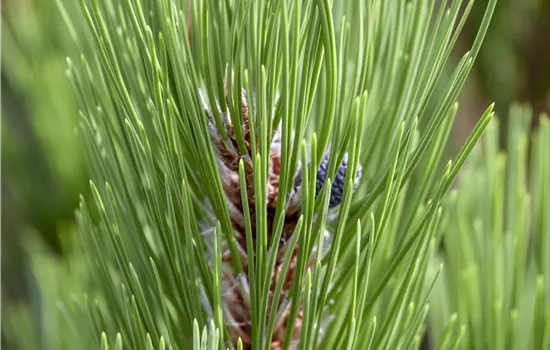 Pinus heldreichii 'Compact Gem' 