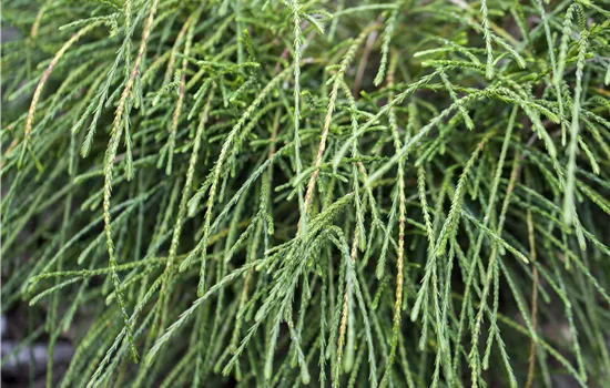 Thuja plicata 'Whipcord'  Thuja plicata 'Whipcord'
