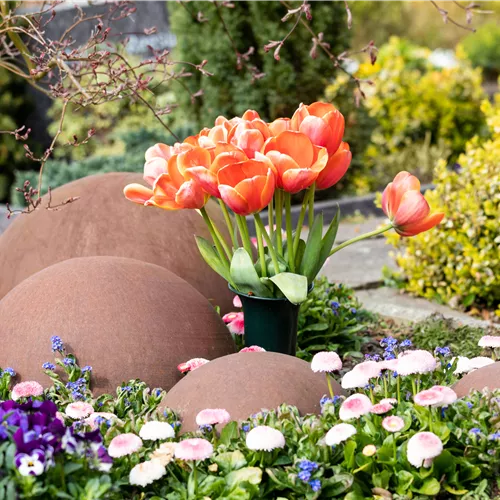 Grabbepflanzung mit den schönsten Frühlingsblühern