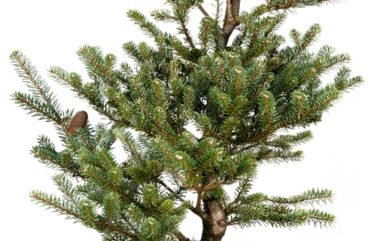 Pinus mugo 'Allgäu'  Pinus mugo 'Allgäu'