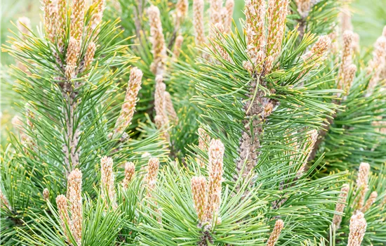 Pinus mugo 'Alpenzwerg'  Pinus mugo 'Alpenzwerg'