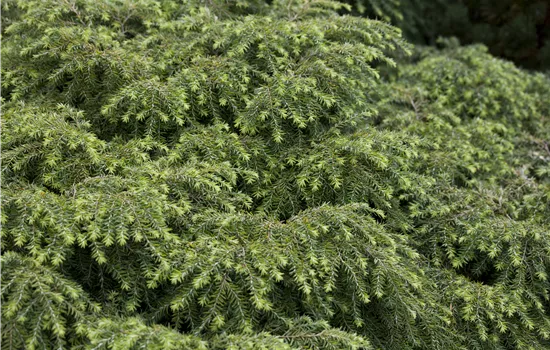 Tsuga canadensis 'Jeddeloh' 