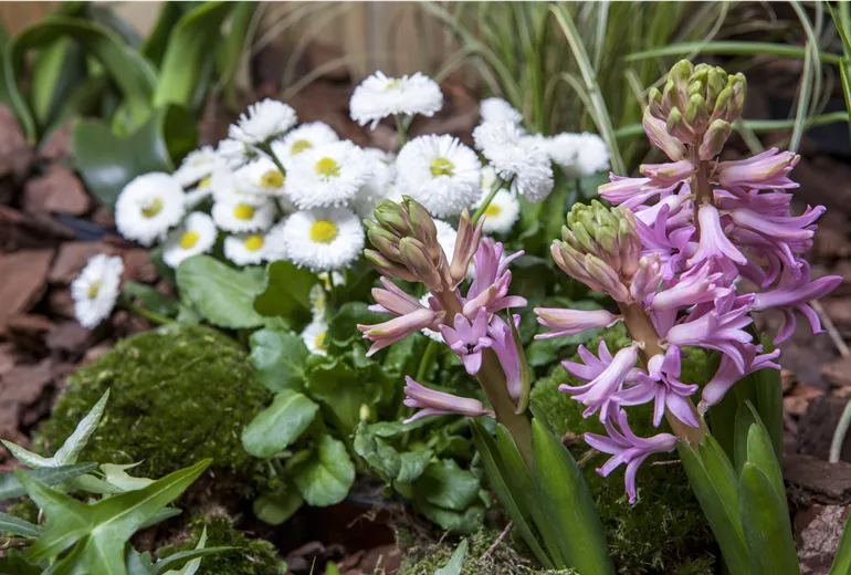 Hyacinthus orientalis, Bellis perennis