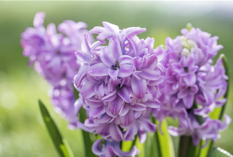 Hyacinthus orientalis