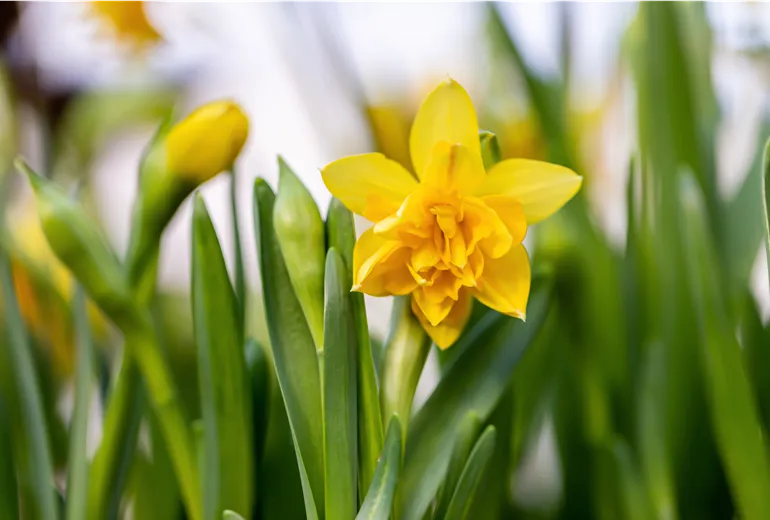 Narcissus 'Tete Boucle'