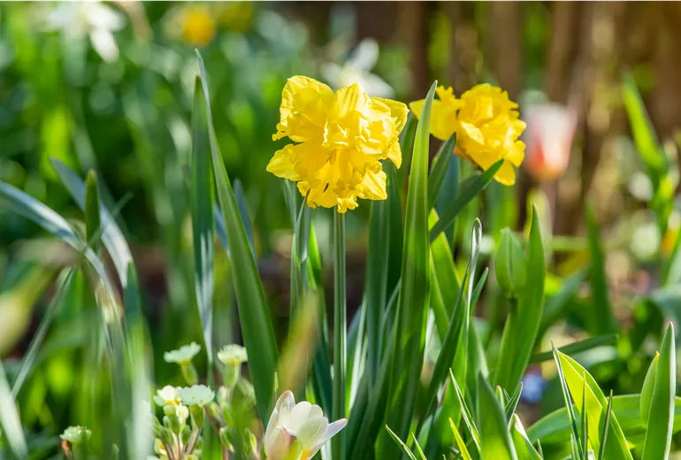 Narcissus Split Corona