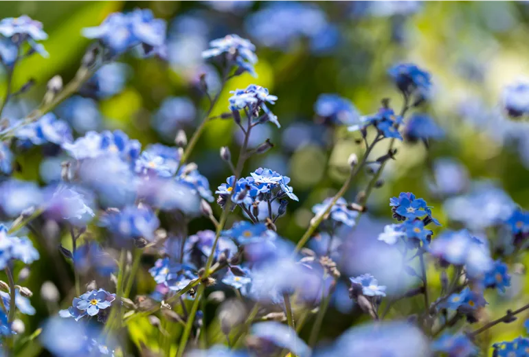 Myosotis sylvatica