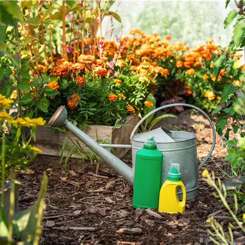 Schöne, gesunde Pflanzen mit der richtigen Düngung