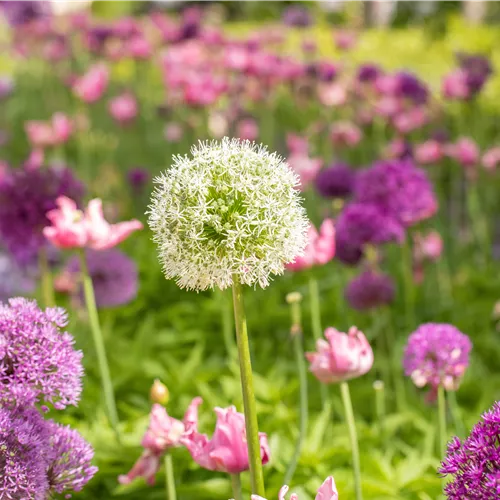 Unsere Top 5 der insektenfreundlichsten Frühlingsstauden