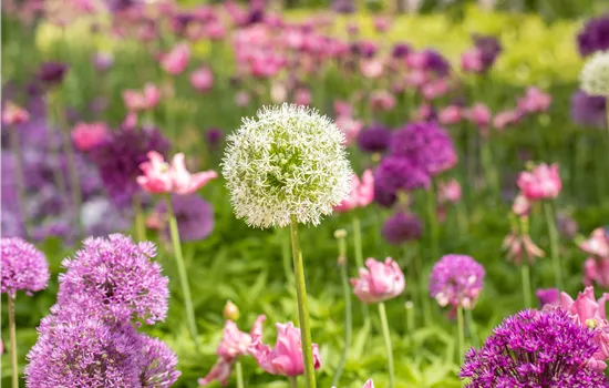 Notre top 5 des vivaces de printemps les plus favorables aux insectes Notre top 5 des vivaces de printemps les plus favorables aux insectes