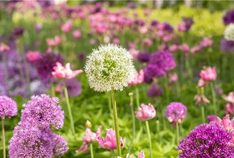 Allium stipitatum 'Mount Everest'
