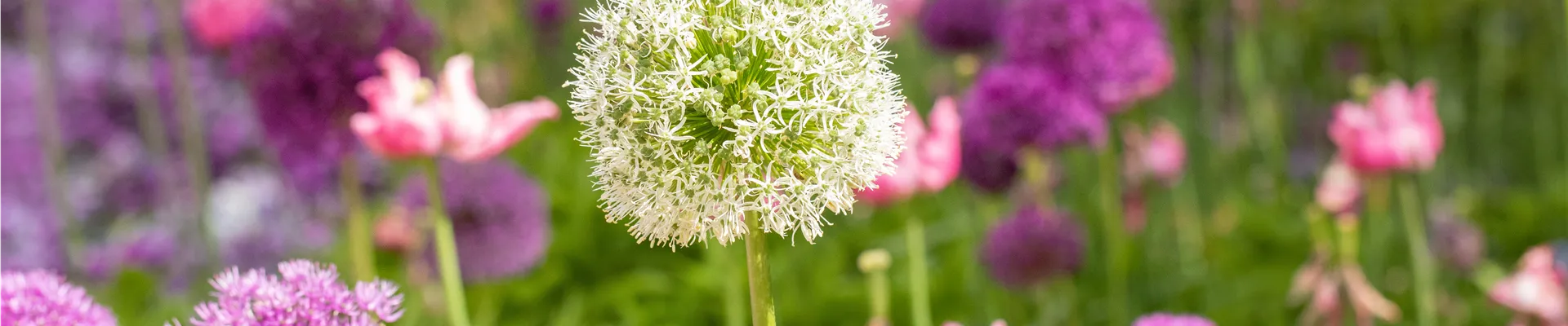 Allium stipitatum 'Mount Everest'
