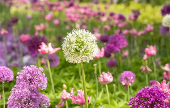 Unsere Top 5 der insektenfreundlichsten Frühlingsstauden