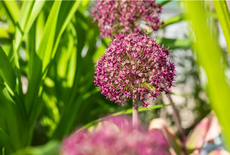 Allium 'Ostara'
