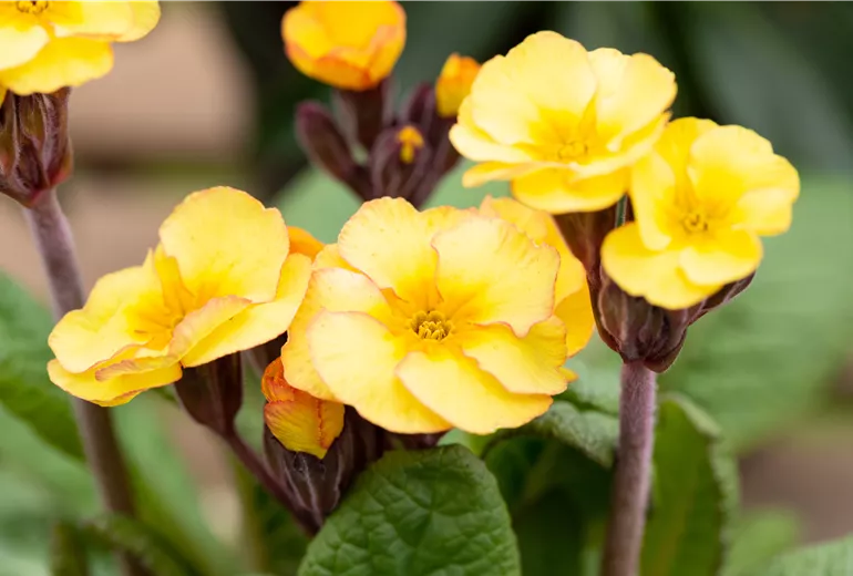 Primula veris, gelb
