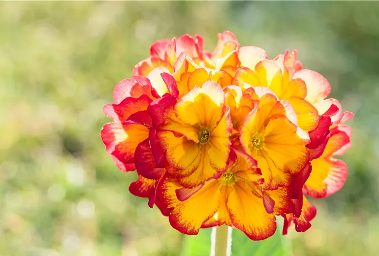 Primula veris