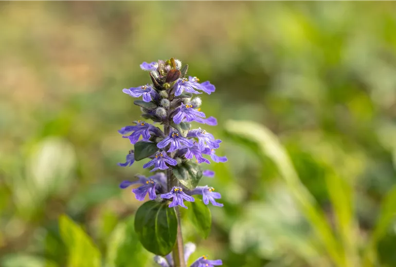 Ajuga reptans