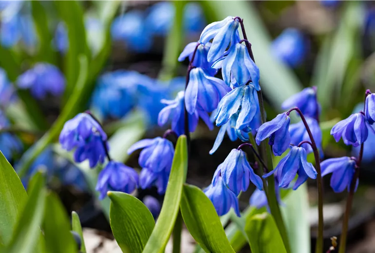 Scilla siberica 'Spring Beauty'