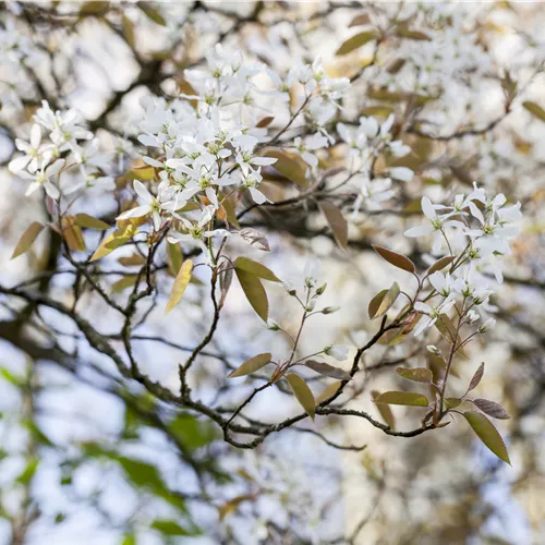 Promouvoir la biodiversité – avec des arbustes indigènes Promouvoir la biodiversité – avec des arbustes indigènes