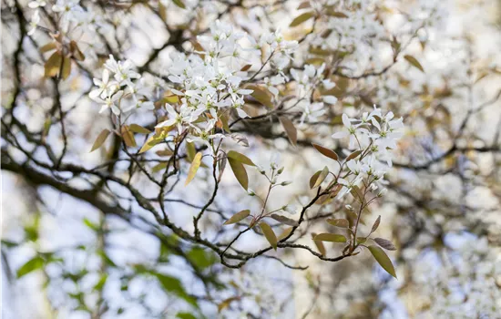 Promouvoir la biodiversité – avec des arbustes indigènes Promouvoir la biodiversité – avec des arbustes indigènes
