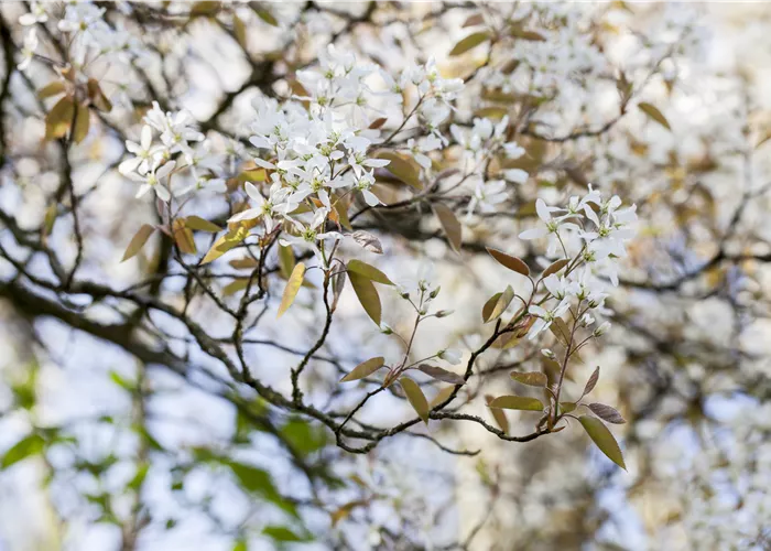 Promouvoir la biodiversité – avec des arbustes indigènes Promouvoir la biodiversité – avec des arbustes indigènes