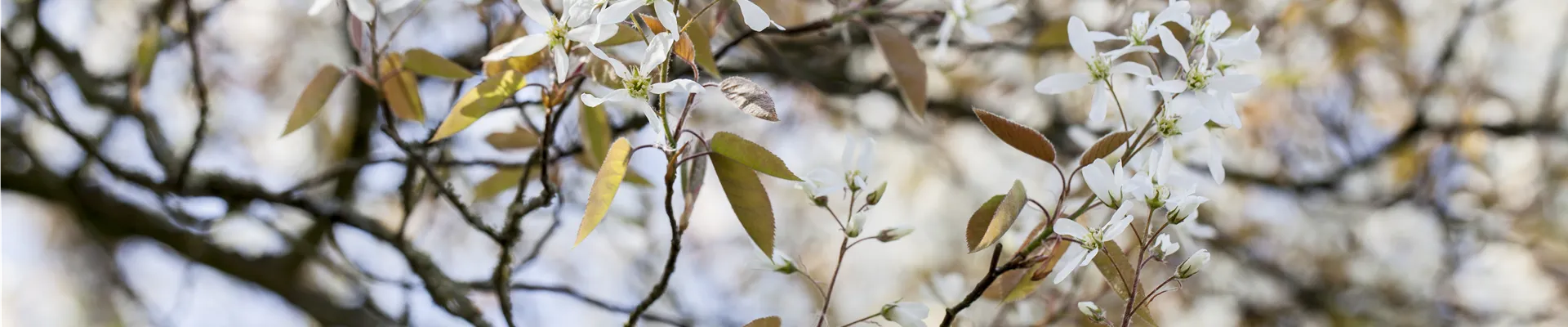 Amelanchier