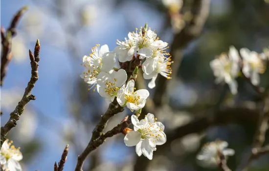 Prunus spinosa  Prunus spinosa