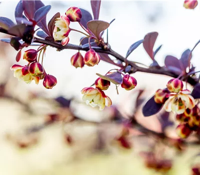 Berberis thunbergii 'Atropurpurea' Berberis thunbergii 'Atropurpurea'
