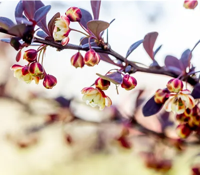 Berberis thunbergii 'Atropurpurea'