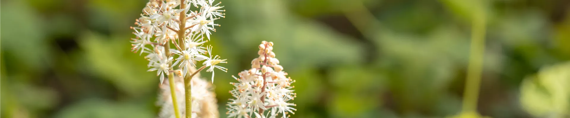 Tiarella cordifolia Tiarella cordifolia