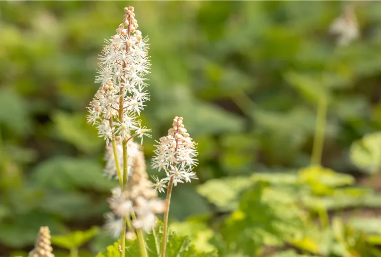 GS658023.jpg GS658023.jpg