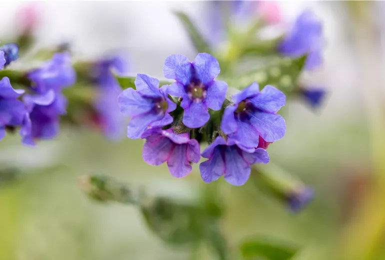 GS908718.jpg GS908718.jpg