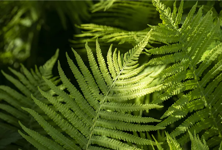 Dryopteris erythrosora Dryopteris erythrosora