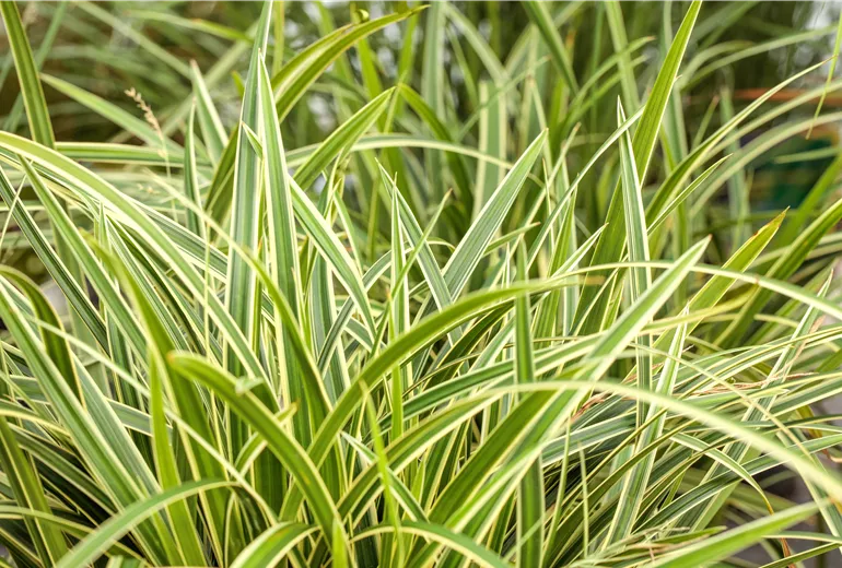 GS674021.jpg GS674021.jpg