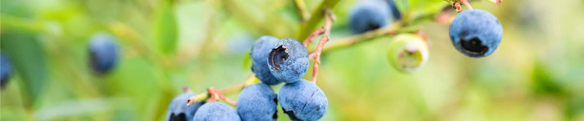 Vaccinium Vaccinium