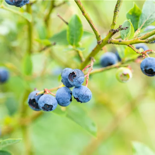 Nos baies préférées pour votre propre jardin gourmand Nos baies préférées pour votre propre jardin gourmand