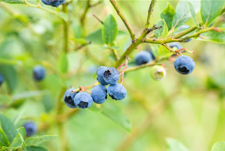 Vaccinium