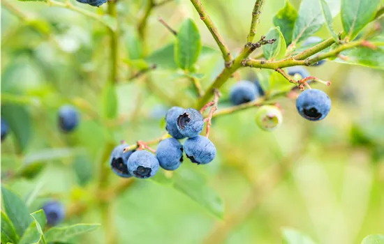 Nos baies préférées pour votre propre jardin gourmand