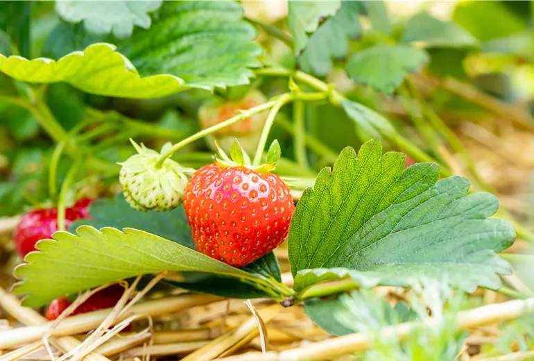 Fragaria 'Rumba'